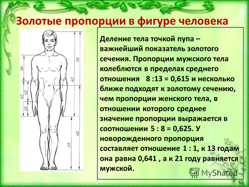 Как называется система пропорций человеческой фигуры которая делила изображения на части