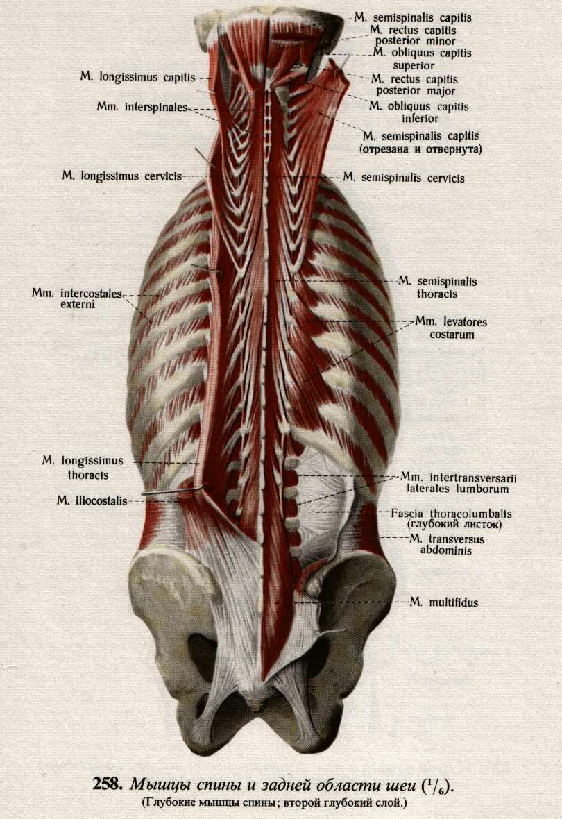 Мышцы поясницы фото