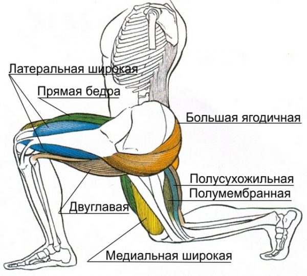 Схема: мышцы, работающие при выпадах