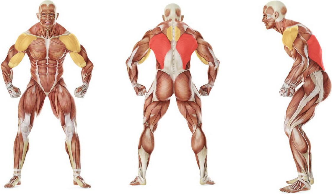Какие мышцы работают в упражнении Тяга верхнего блока за голову