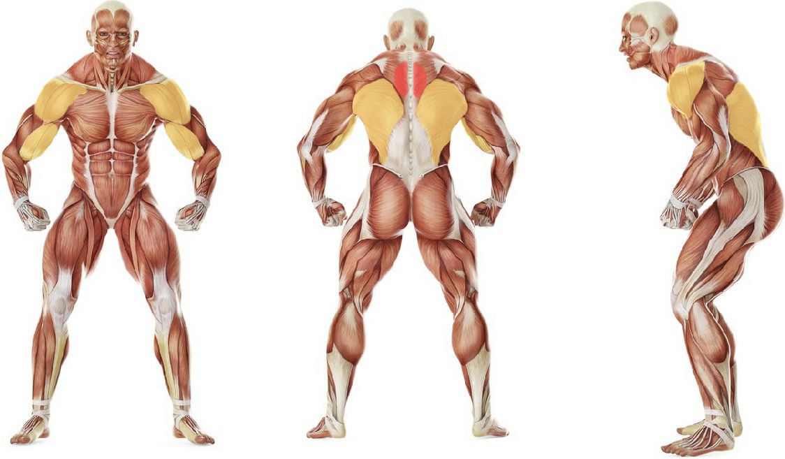 Какие мышцы работают в упражнении Тяга на нижнем блоке