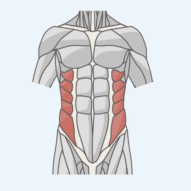 косые мышцы пресса