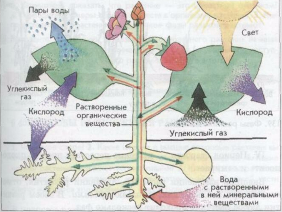 Вода при фотосинтезе и дыхании. Обмен вещест у расткрмей. Обмен веществ у растений. Метаболизм растений. Схема обмена веществ у растений.