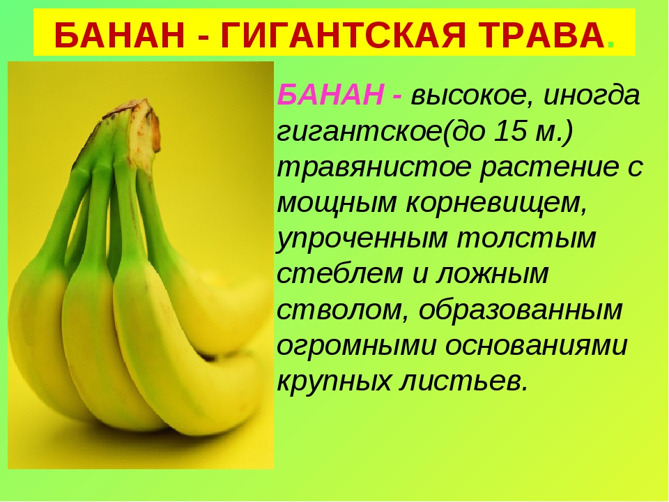 Старый и новый свет биология. Банан доклад. Банан для презентации. Бананы тема для презентаций. Банан растение описание.