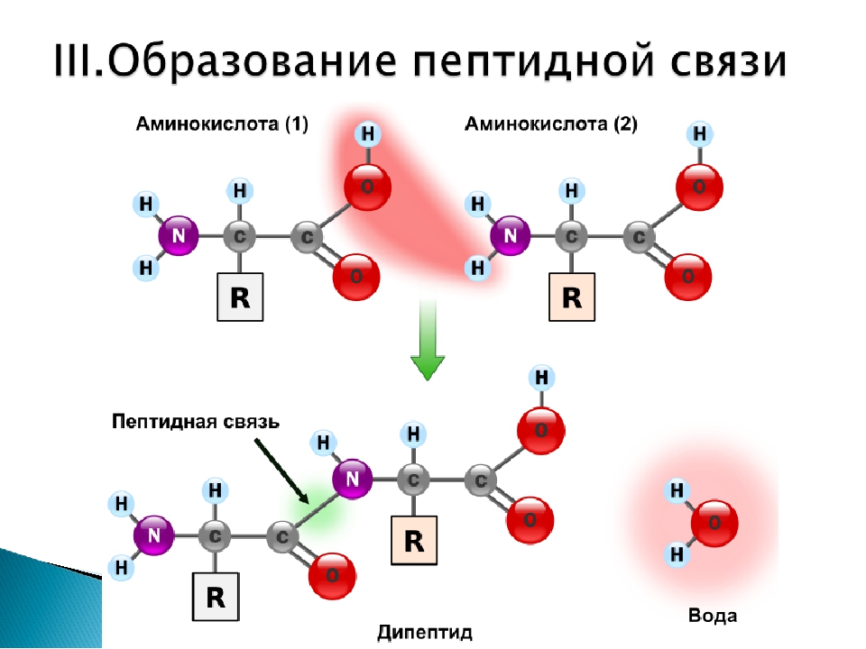 Аминокислота образуется в процессе. Схема образования дипептида. Аминокислоты образование пептидной связи. Строение пептидной связи аминокислот. Схема образования пептидной связи.