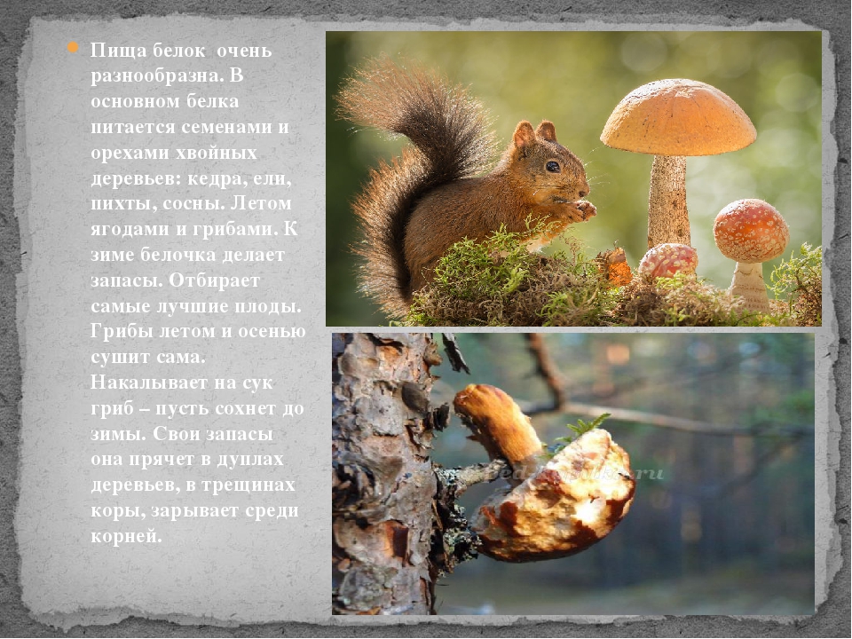 Перенос информации о белке. Белка заготавливает грибы. Питание белки обыкновенной. Белка запасает грибы. Белка осенью делает запасы грибы.