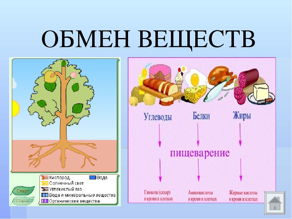 Презентация биология обмен веществ