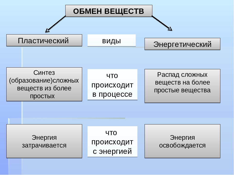 Обмен веществ и энергии физиология презентация