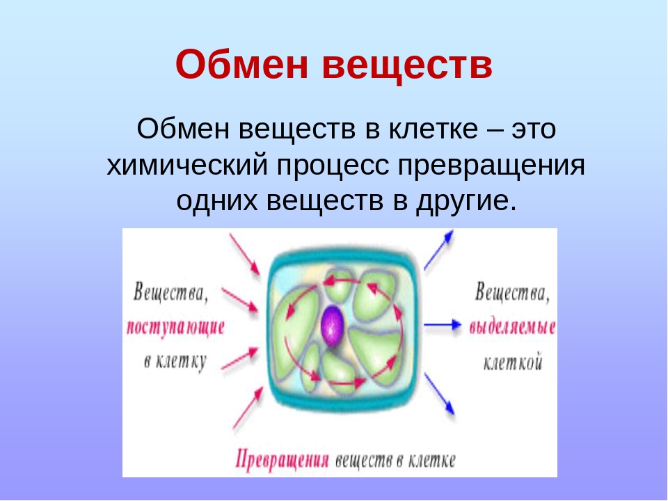 Схема питания клетки