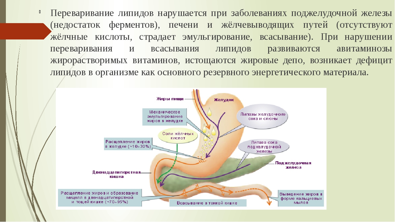 Расщепление липидов где. На что расщепляется жир в организме человека. Процесс расщепления жиров. Жиры расщепляются в желудке. Расщепляются жиры в желудке расщепляются.