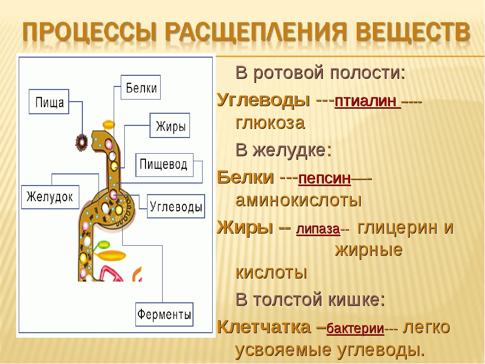 Почему пищевые белки жиры и углеводы распадаются на более простые соединения составьте схему кратко