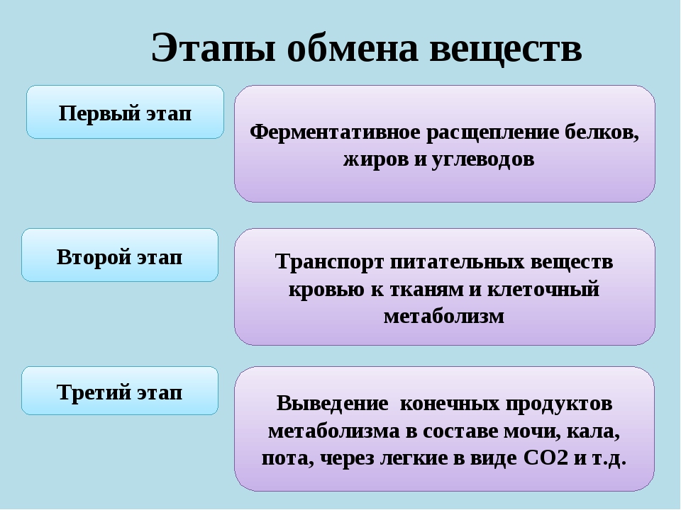 Три стадии. Обмен веществ и энергии этапы обмена веществ. 3 Стадии обмена веществ. Назовите основные этапы обмена веществ.. Три фазы обмена веществ.