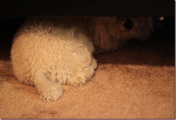 bell hiding under the bed