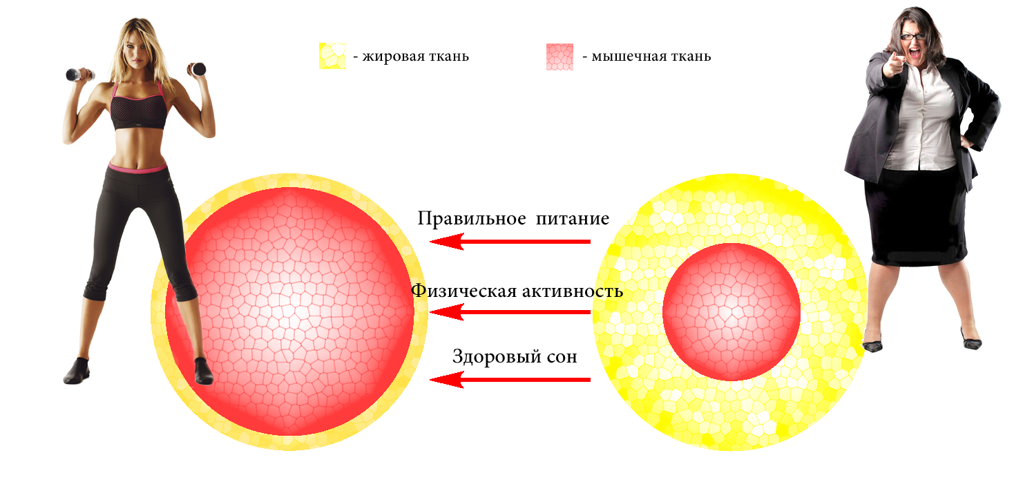 Факторы влияющие на обмен веществ