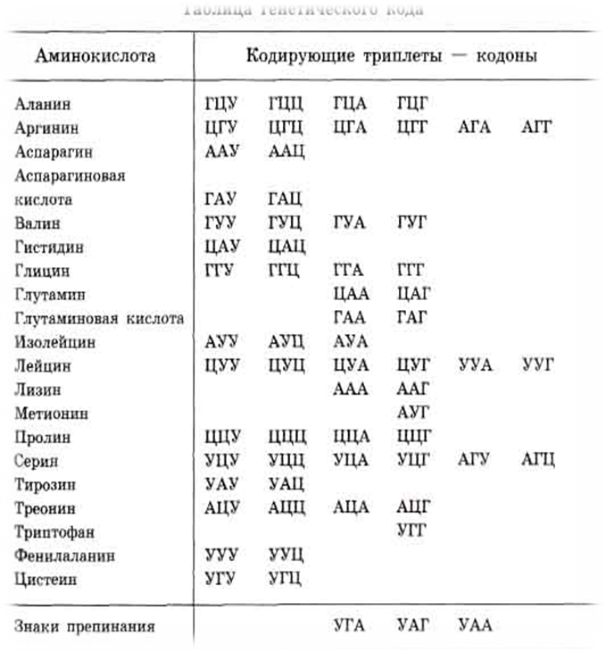 Какая аминокислота кодируется. Таблица аминокислот и триплетов ДНК И РНК. Аминокислоты таблица генетического кода. Таблица аминокислот и триплетов. Таблица РНК аминокислот.