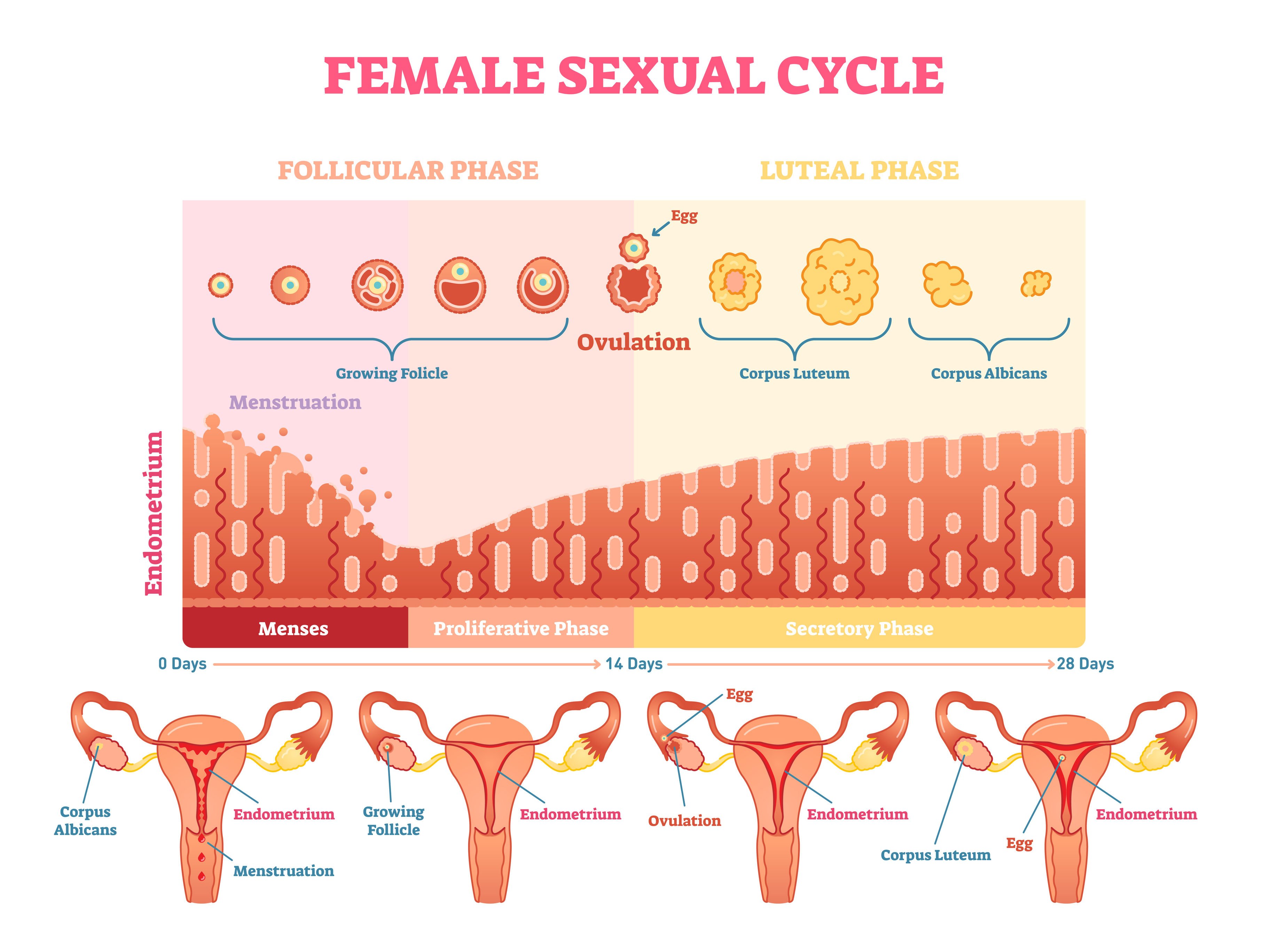 Female sexual cycle. Credit: normaals.