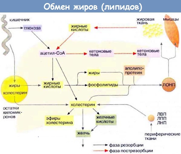 Как убрать жировые складки на спине в короткие сроки. Упражнения, диета, массаж