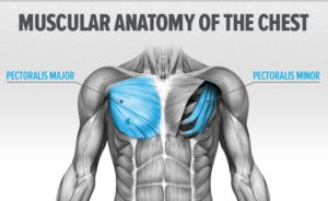 göğüs anatomisi
