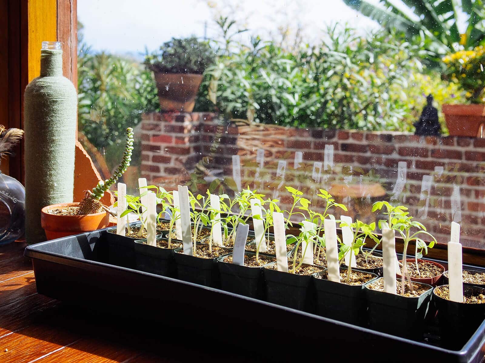 Indoor seedlings need to be acclimated to the outdoors before being transplanted