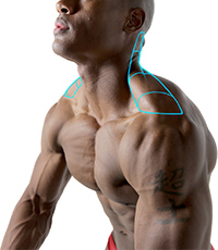 Muscular Trapezius Muscles Art Model