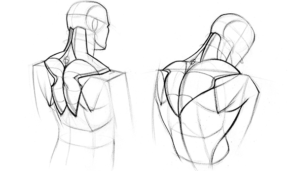 Trapezius Muscle Drawing Stretching and Rest Position