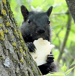 Squirrel Eating Cheese