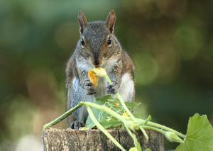 Squirrel easing a squash blossom