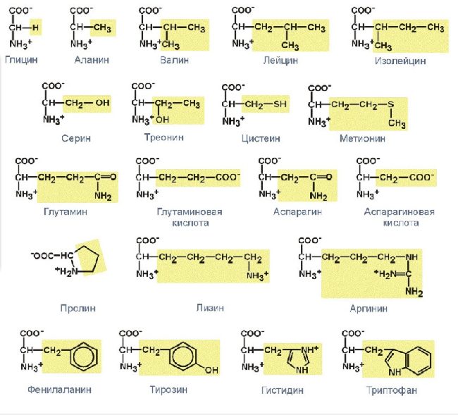 структурные формулы аминокислот