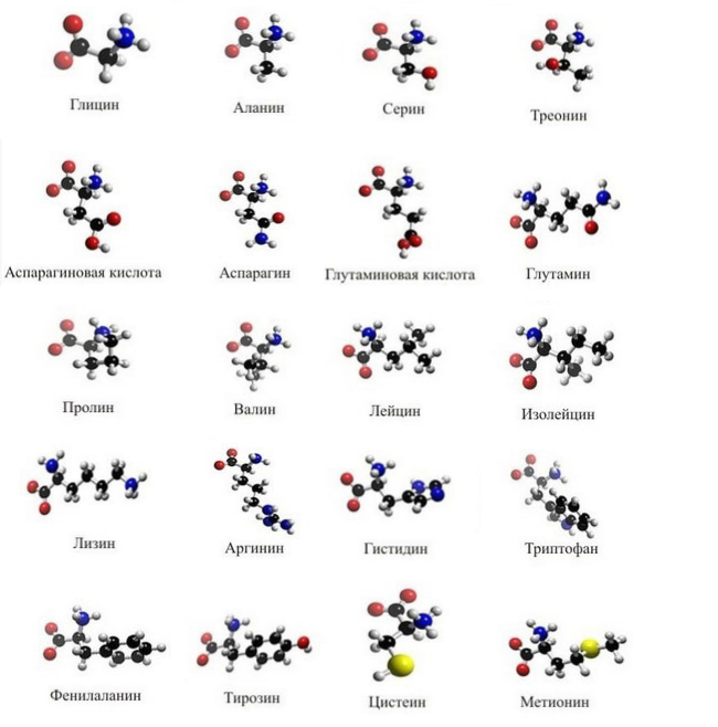 таблица структурные формулы аминокислот